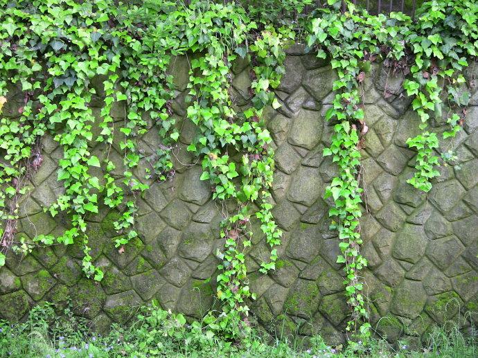 【揚(yáng)州綠之源環(huán)保】VOCs廢氣治理：那些神奇的植物你知道嗎？