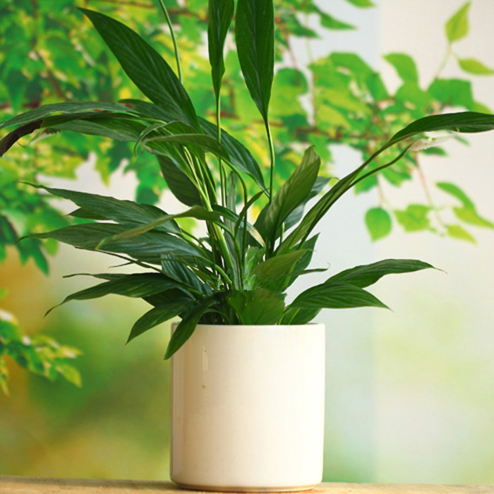 【揚(yáng)州綠之源環(huán)?！縑OCs廢氣治理：那些神奇的植物你知道嗎？